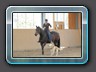 Hallenvorführung :  
Arbeiten mit Hund und Pferd                                                Doreen mit Pharo
